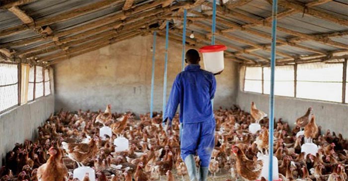 Poultry production in Ghana