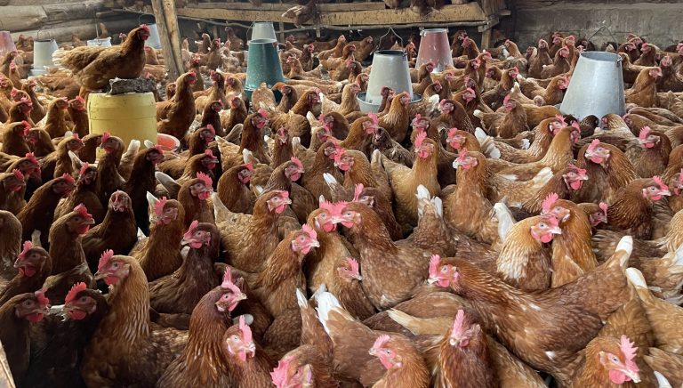 How FarmPays GH Works: A Step-by-Step Guide to Investing in the Poultry Sector