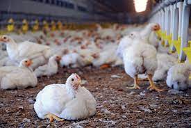 Maximizing Profits in Poultry Farming: Unlocking the Potential on FarmPays GH